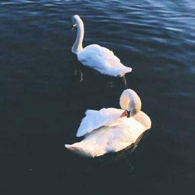 乐鱼官方手机app下载